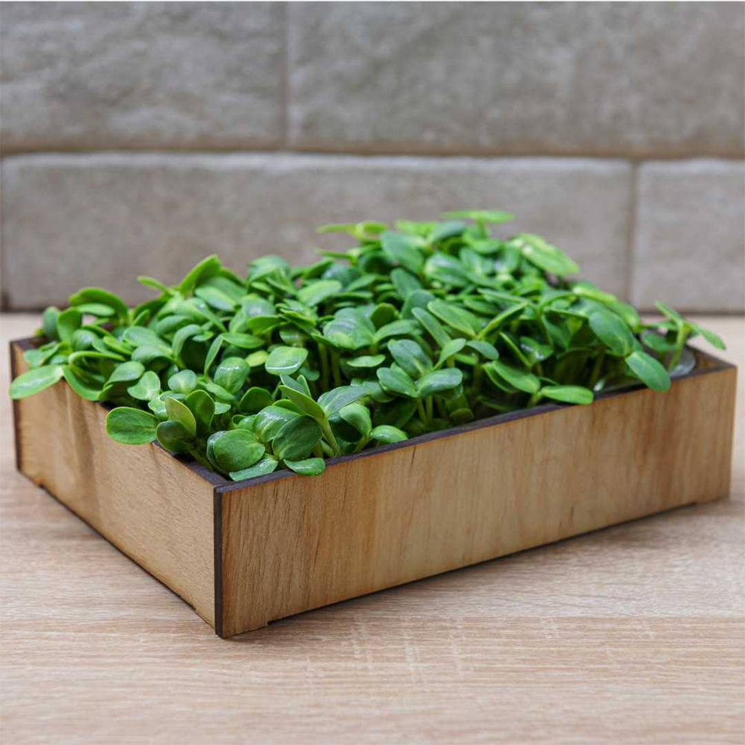 Basil Microgreens_IMG
