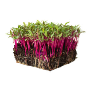 Beetroot Microgreens – Colorful Crunch with Powerful Nutrition