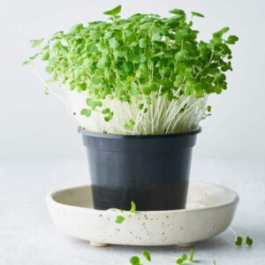 Bok Choy Microgreens  – Asian Supergreen for Daily Wellness