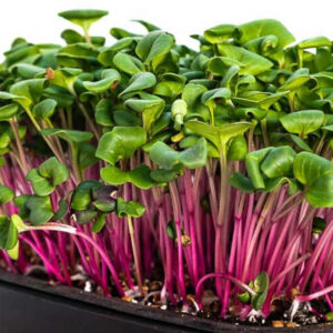 China Rose Microgreens  – Bold Flavor Meets Vibrant Nutrition