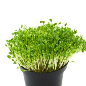 Fenugreek Microgreens – Ancient Herb, Modern Superfood