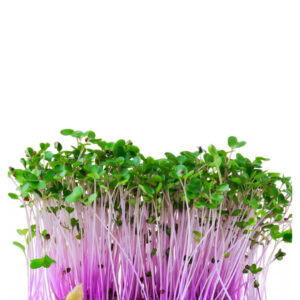 Kohlrabi Microgreens  – Crisp Texture, Clean Nutrition