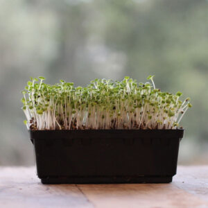 Mustard Microgreens  – Bold Spice Meets Healing Nutrition