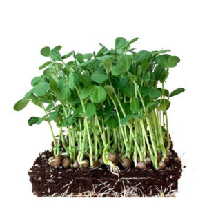 Peas Microgreens – Sweet, Crunchy & Packed with Protein