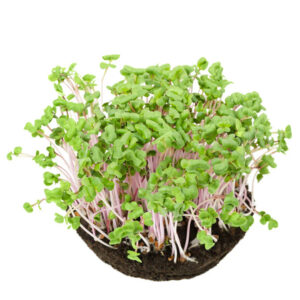 Pink Radish Microgreens  – Sweet, Crunchy & Packed with Protein – Bold Color, Crisp Texture & Spicy Nutrition