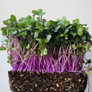 Red Cabbage Microgreens  – Sweet, Crunchy & Packed with Protein – Antioxidant-Rich Supergreen with a Mild Crunch
