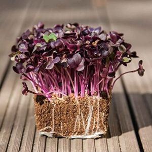 Sango Radish Microgreens  – Sweet, Crunchy & Packed with Protein – Spicy Purple Crunch with a Nutritional Kick