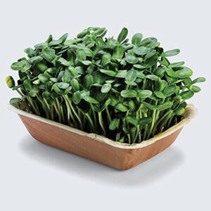 Sunflower Microgreens  – Sweet, Crunchy & Packed with Protein – Nutty Crunch Packed with Protein & Vitality
