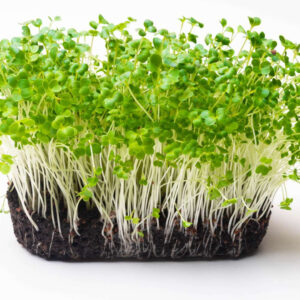 Turnip Microgreens  – Sweet, Crunchy & Packed with Protein – Mild Flavor, Maximum Wellness