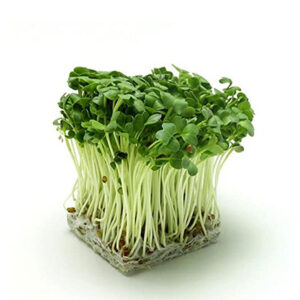 White Radish Microgreens – Crisp Heat with Clean Nutrition