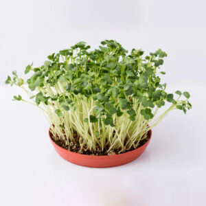 Alfalfa Microgreens – Light, Crisp & Loaded with Life