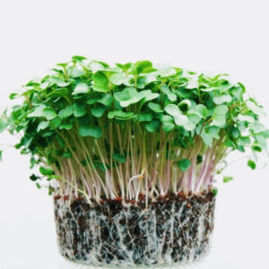 Broccoli Microgreens – Small Leaves, Powerful Protection