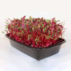 Bull’s Red Microgreens – Bold Color, Bold Nutrition