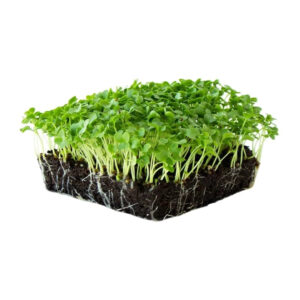 Kale Microgreens – Superfood Goodness in a Tiny Leaf