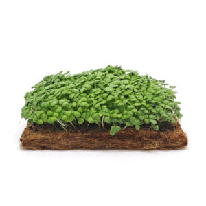 Lemon Basil Microgreens – Zesty Flavor Meets Fresh Nutrition