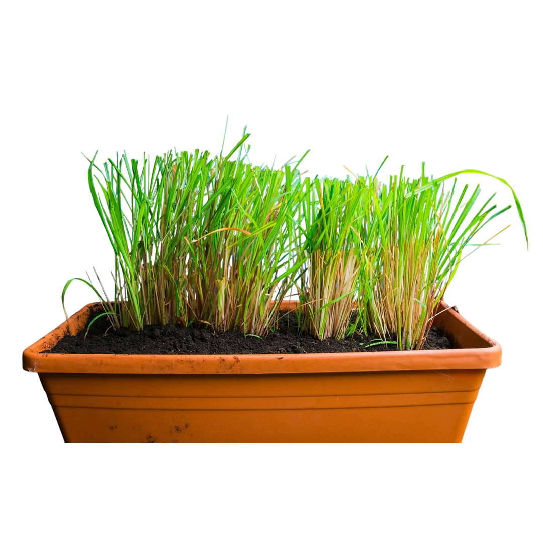 Lemongrass Microgreens_IMG