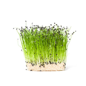 Onion Microgreens – Sharp Flavor, Strong Nutrition