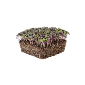 Purple Basil Microgreens – Aromatic Elegance with a Nutrient Kick