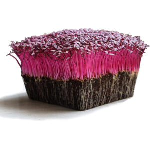 Red Amaranth Microgreens – Bold Color, Rich Nutrition